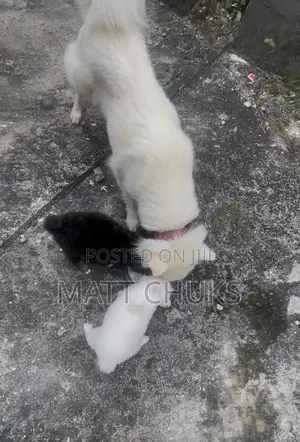 1-3 months Male Purebred American Eskimo