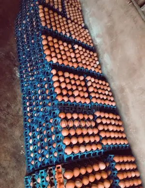 A Crates of Egg