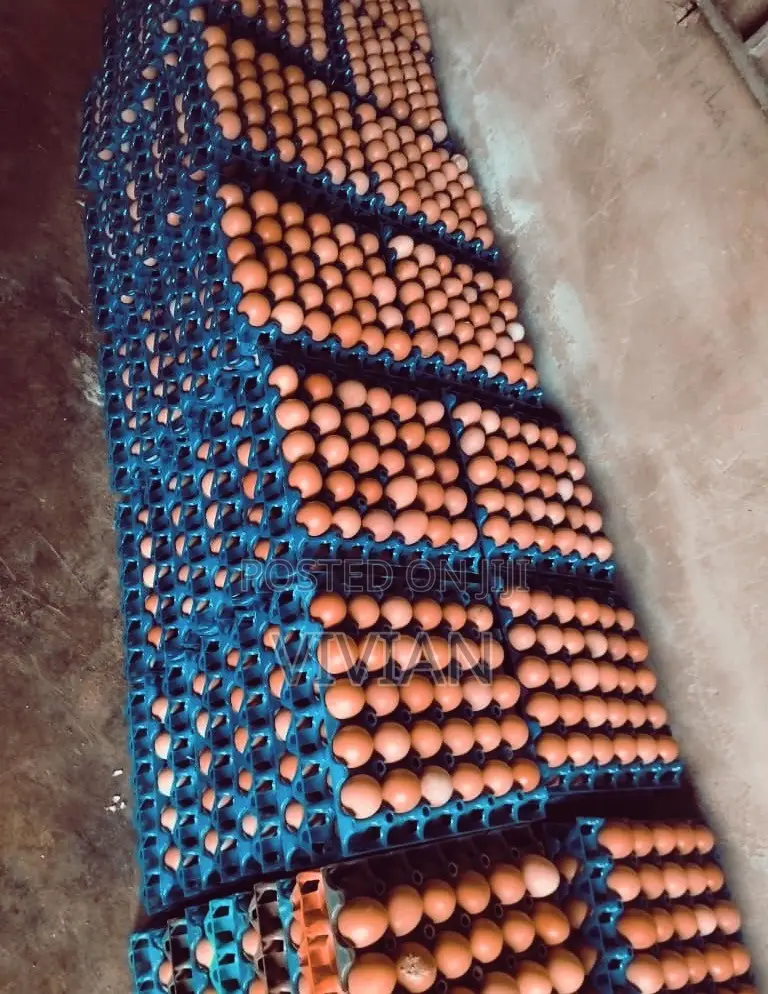 A Crates of Egg