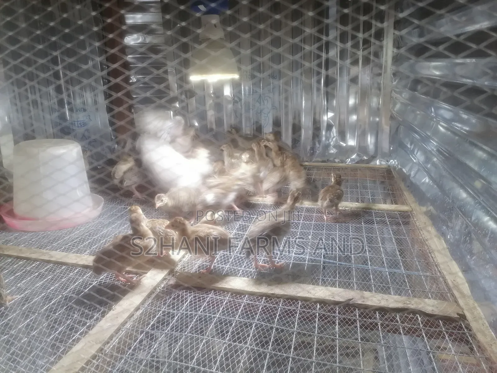 4 Weeks Old Belgium Guineafowl