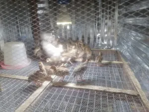 4 Weeks Old Belgium Guineafowl