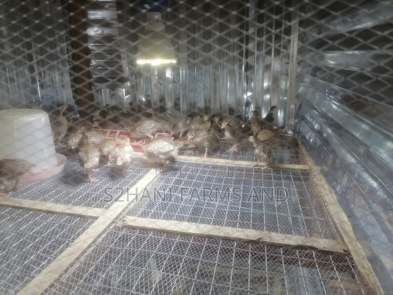 4 Weeks Old Belgium Guineafowl