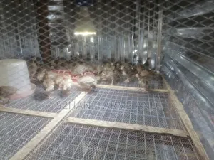 4 Weeks Old Belgium Guineafowl