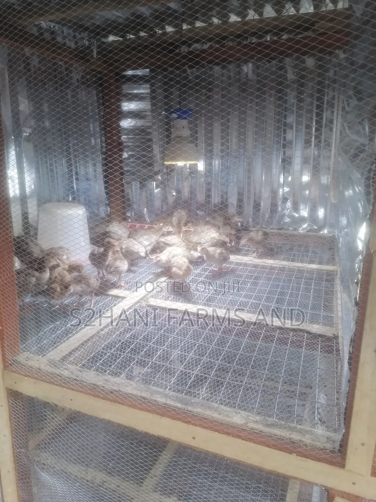 4 Weeks Old Belgium Guineafowl