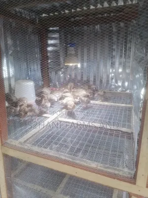 4 Weeks Old Belgium Guineafowl