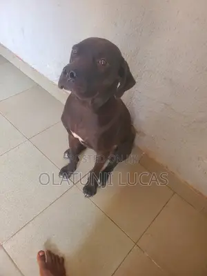 1+ year Male Purebred Boerboel