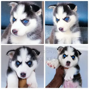 1-3 months Male Purebred Siberian Husky