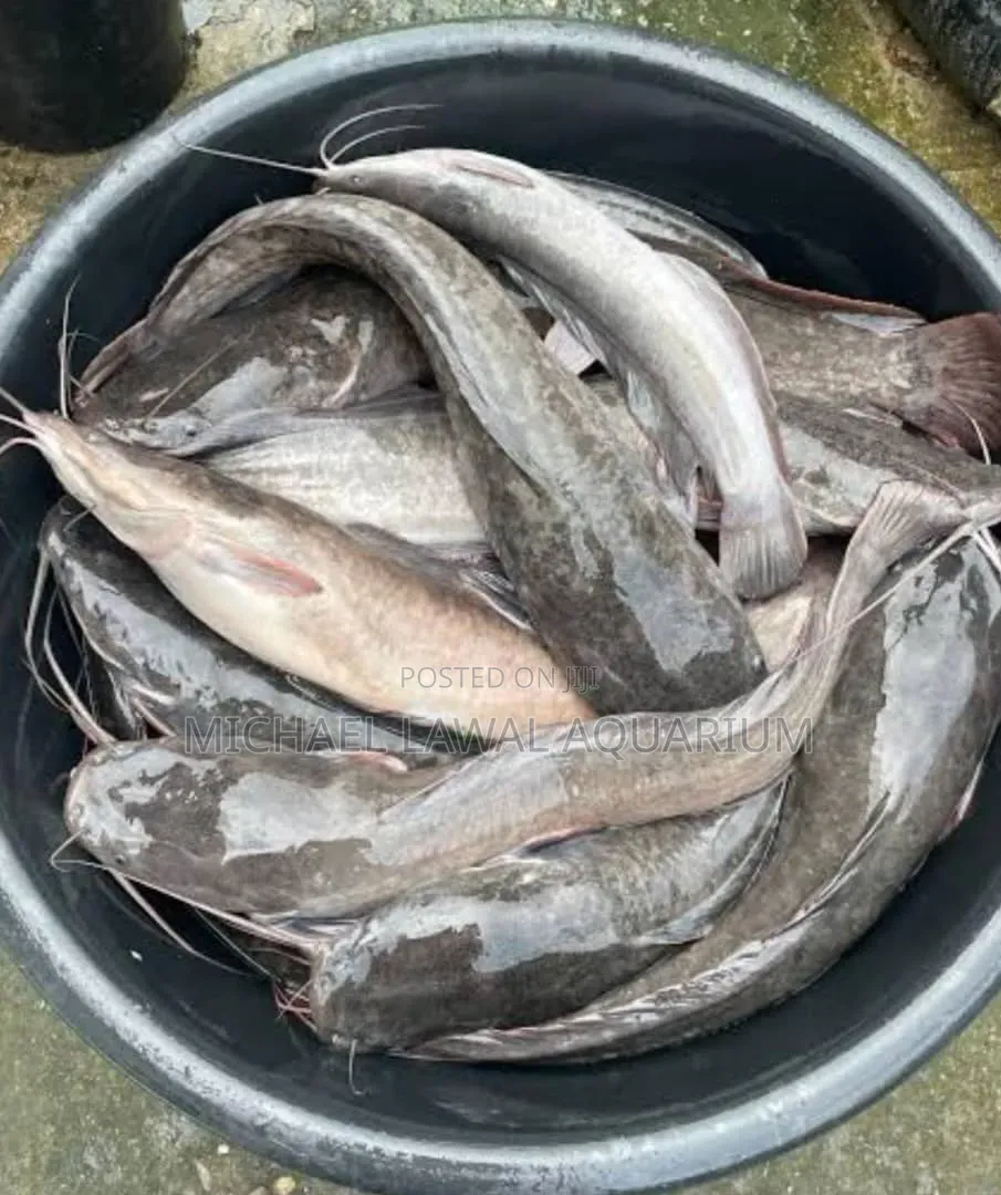 Live Cat Fish