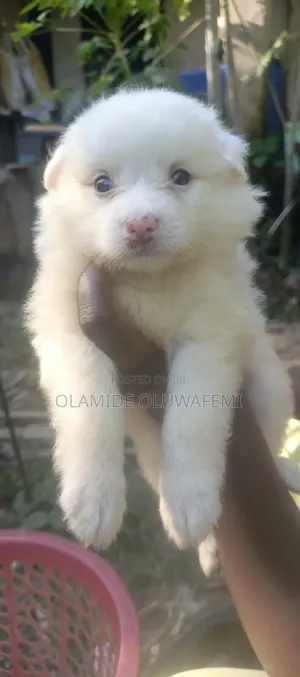 1-3 months Female Purebred German Shepherd