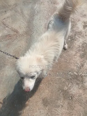 1+ year Female Purebred American Eskimo