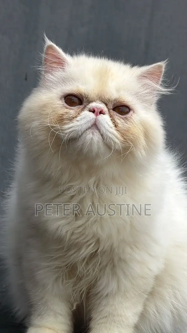 6-12 months Male Purebred Persian