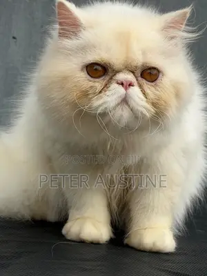 6-12 months Male Purebred Persian