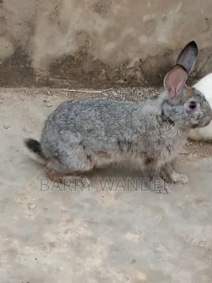 Rabbit American Chinchilla