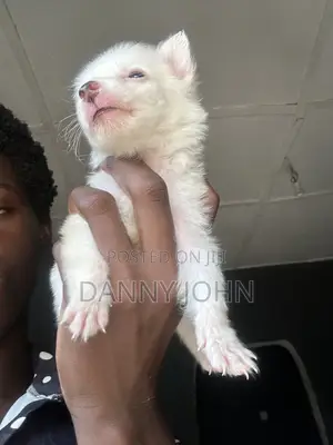 1-3 months Female Purebred American Eskimo