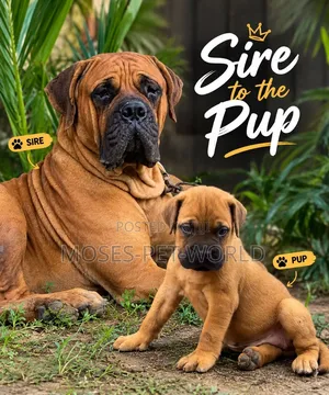 1-3 months Male Purebred Boerboel