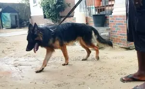 6-12 months Male Purebred German Shepherd