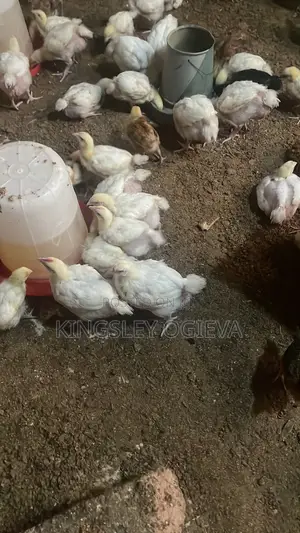 5 Weeks Old Chicken Available