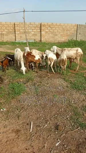Healthy Putawa Ram for Sale – Good Size and Quality