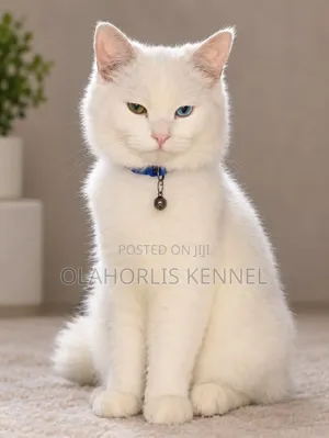 3-6 months Male Purebred Persian