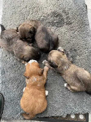 0-1 month Male Purebred Lhasa Apso