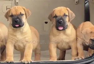 1-3 months Male Purebred Boerboel
