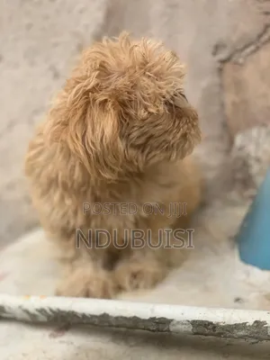 1-3 months Female Purebred Lhasa Apso