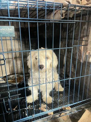 1+ year Male Purebred Lhasa Apso