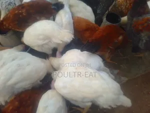 Live Broiler & Noiler Chicken