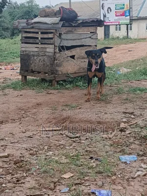 1+ year Female Purebred Rottweiler