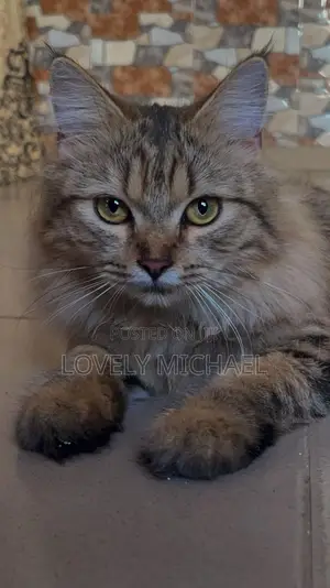 1+ year Female Purebred Tabby