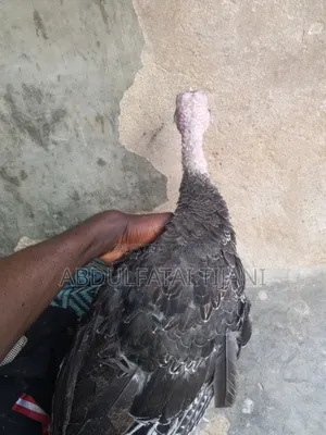 Turkey and Noiler for Sale