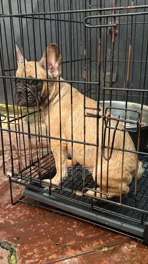 1-3 months Female Purebred French Bulldog