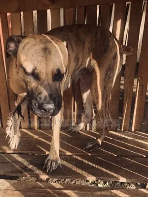 6-12 months Female Purebred Boerboel