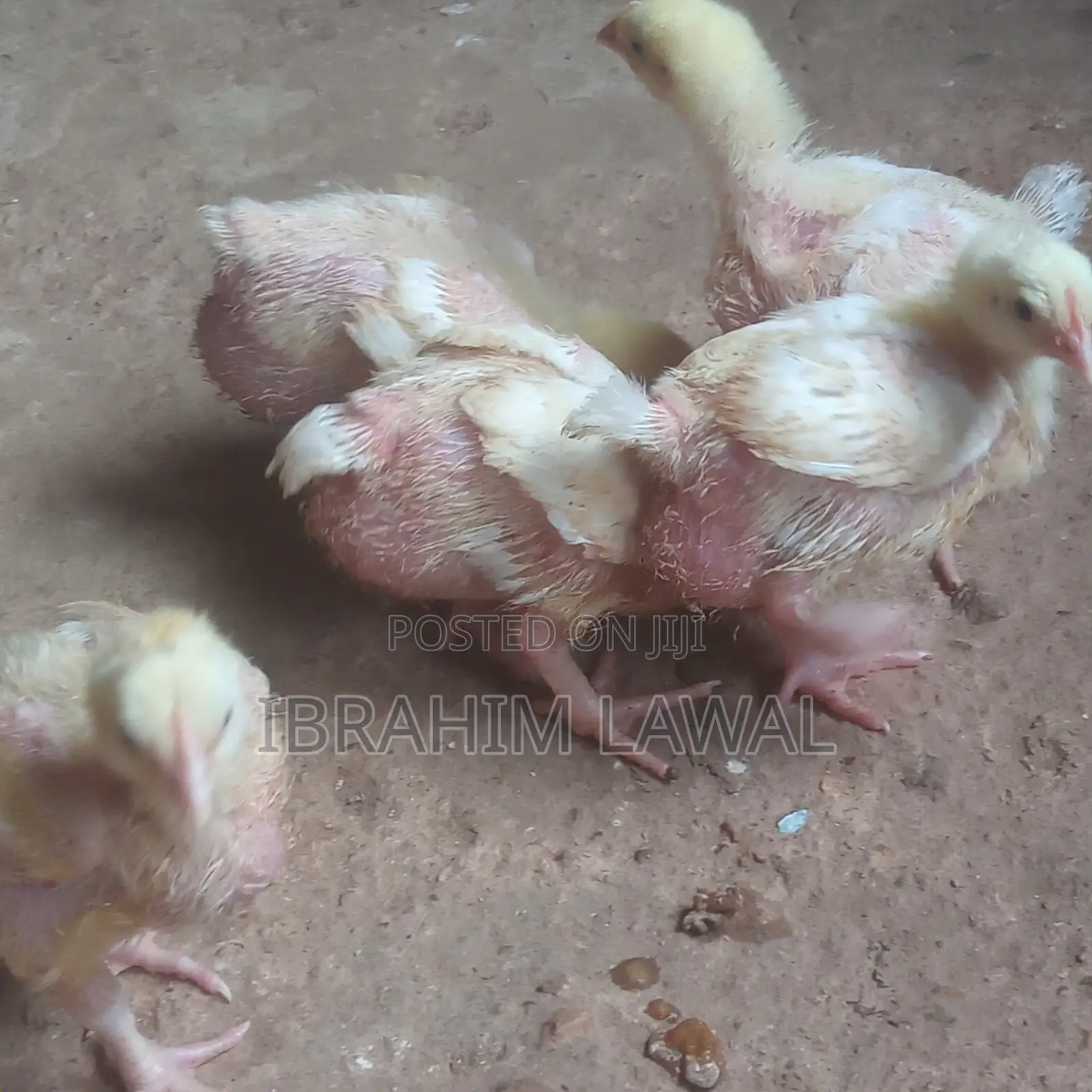 3 Weeks Old Broilers