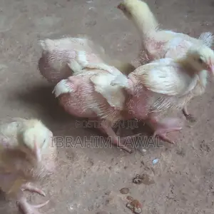 3 Weeks Old Broilers
