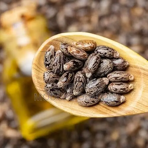 Premium Castor Seed