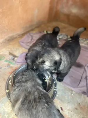 0-1 month Male Purebred Caucasian Shepherd