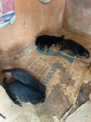 0-1 month Female Purebred German Shepherd