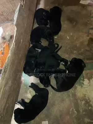 0-1 month Female Purebred Cane Corso