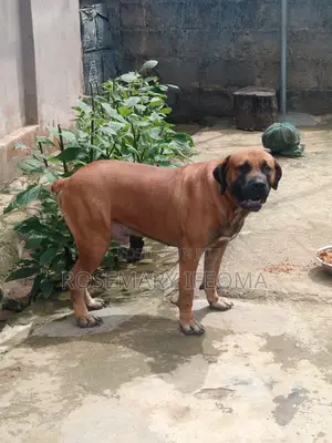 1+ year Male Purebred Boerboel