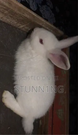 NZW Rabbits