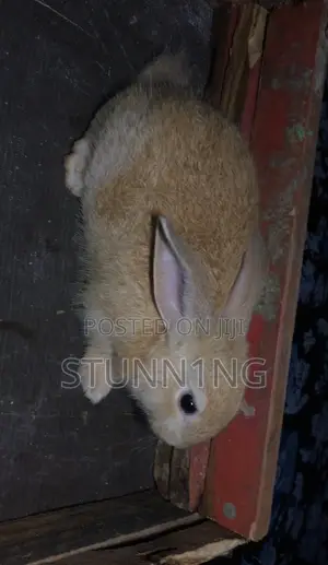 NZW Rabbits