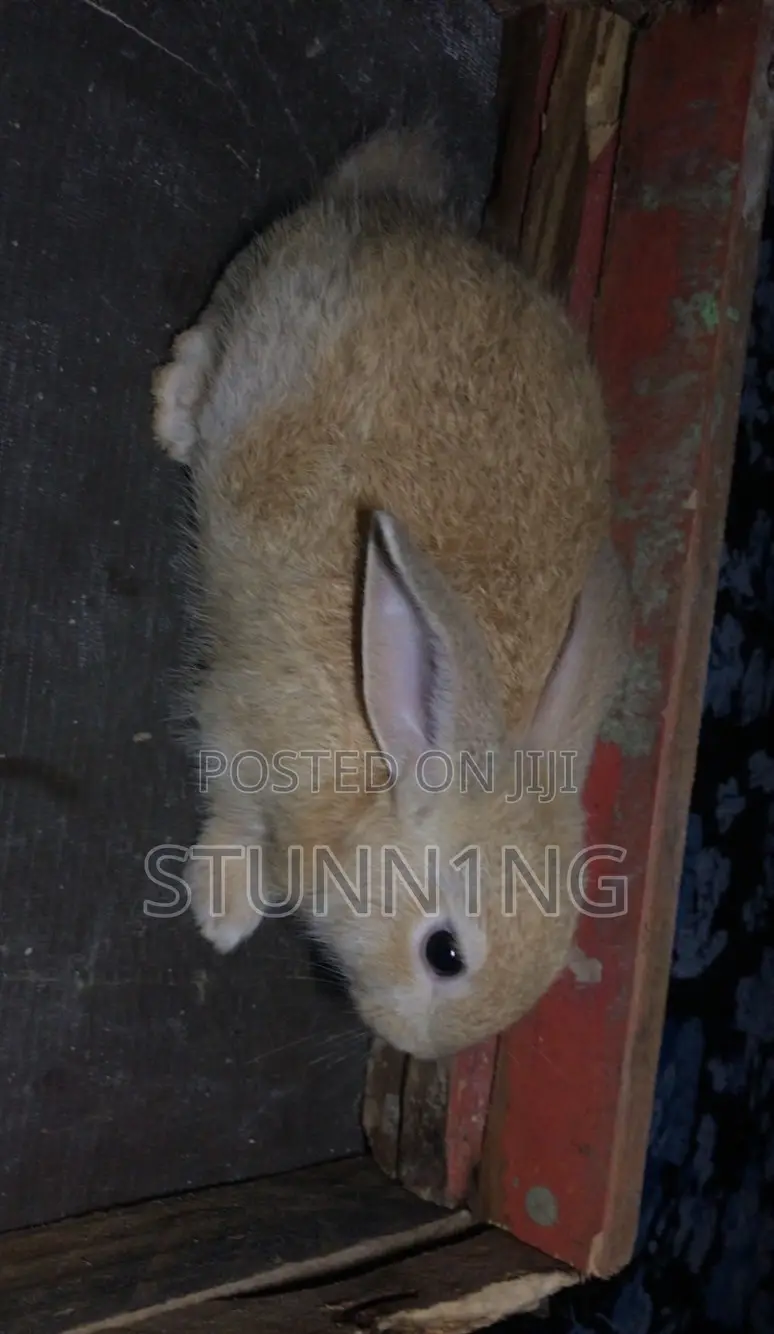 NZW Rabbits