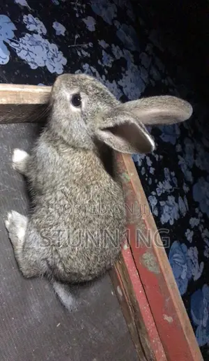 NZW Rabbits