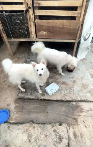 0-1 month Male Purebred American Eskimo