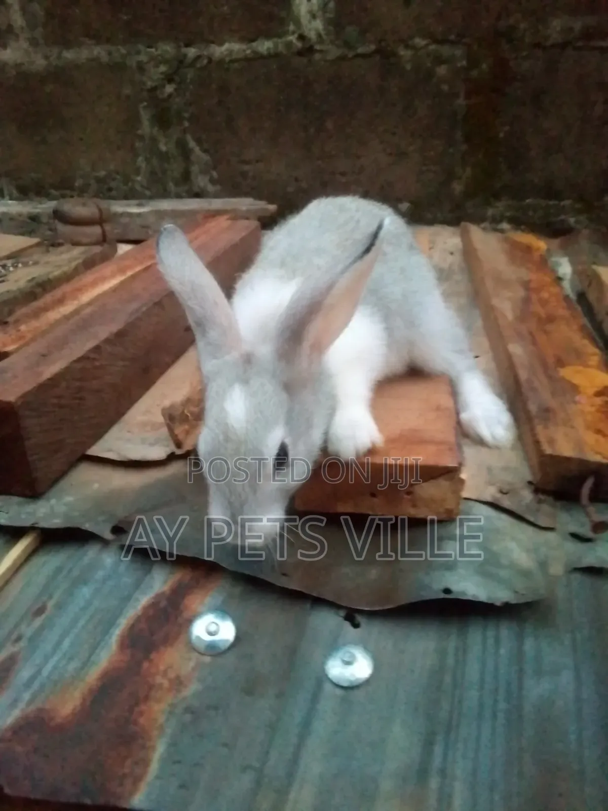 Adorable Bunny