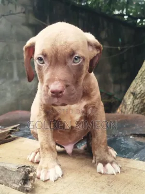 1-3 months Male Purebred American Pit Bull Terrier