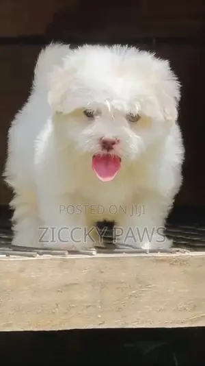 1-3 months Female Purebred Lhasa Apso