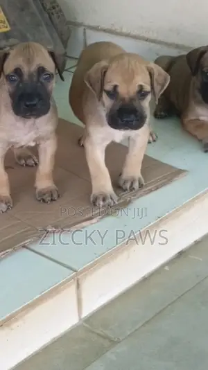1-3 months Female Purebred Boerboel