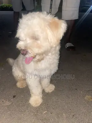 6-12 months Male Mixed Breed Lhasa Apso